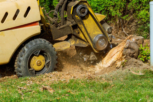 Residential Tree Removal in Dexter, NM